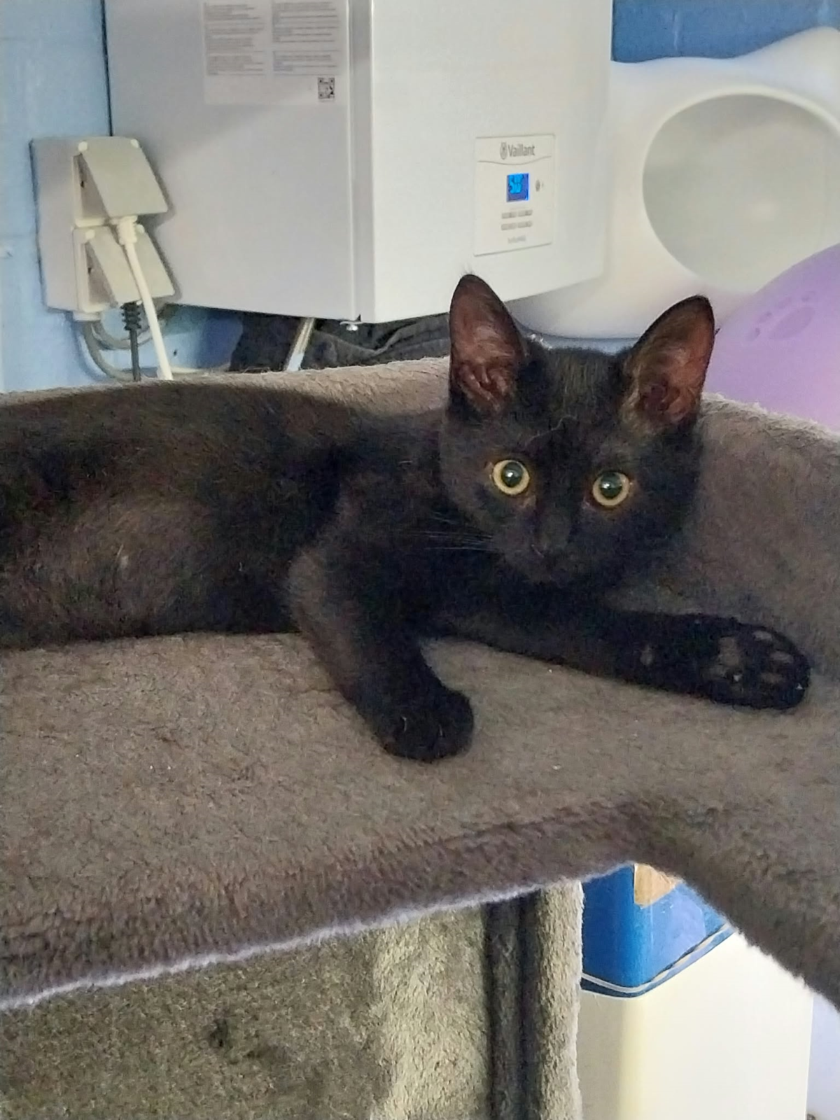 Picture of Nugget