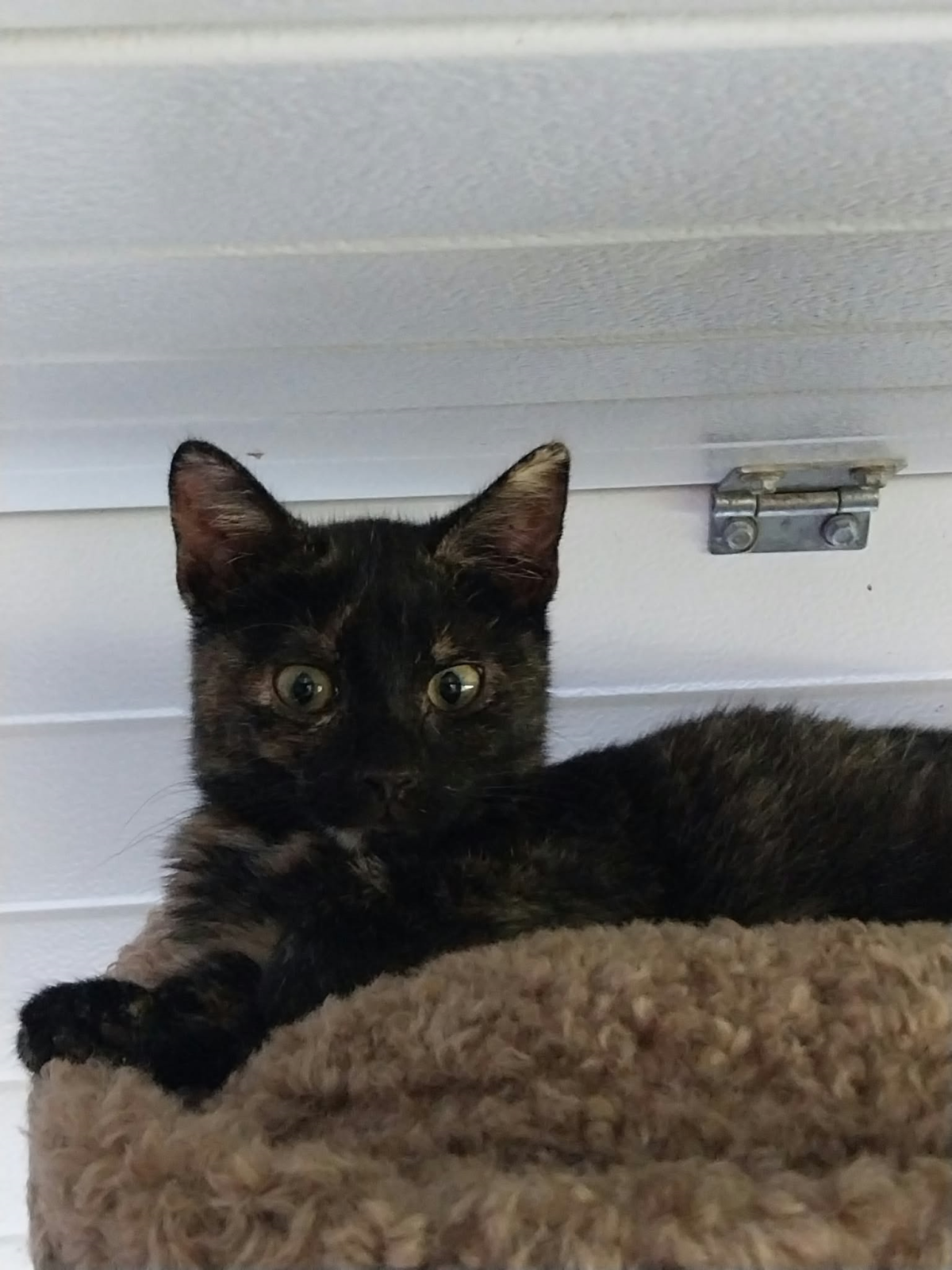 Nala